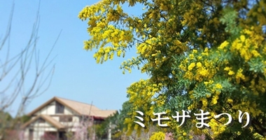 ミモザまつり